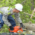 Worker with chainsaw cutting tree